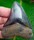 Megalodon Shark Tooth Over 3 & 9/16 In. Top 1% Real Fossil No Restorations