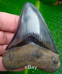 Megalodon Shark Tooth OVER 3 & 9/16 in. TOP 1% REAL FOSSIL NO RESTORATIONS