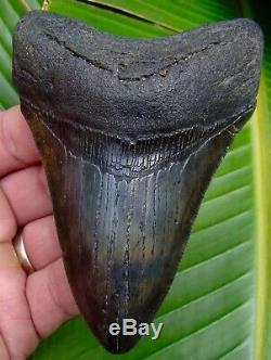 Megalodon Shark Tooth OVER 4 & 5/16 REAL FOSSIL SERRATED NO RESTORATIONS