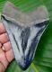 Megalodon Shark Tooth Over 4 & 5/8 Top 1% Real Fossil No Restorations