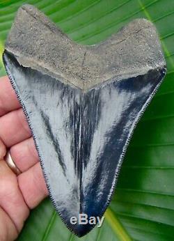 Megalodon Shark Tooth OVER 4 & 5/8 TOP 1% REAL FOSSIL NO RESTORATIONS