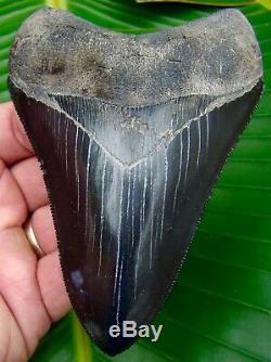 Megalodon Shark Tooth OVER 4 & 5/8 TOP 1% REAL FOSSIL NO RESTORATIONS
