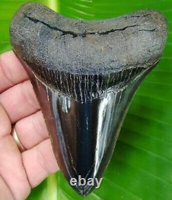Megalodon Shark Tooth OVER 4 & 5/8 in. REAL FOSSIL SERRATED