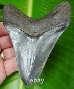 Megalodon Shark Tooth OVER 4 & 5/8 in. REAL FOSSIL SERRATED