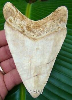 Megalodon Shark Tooth OVER 4 & 9/16 in. WHITE- INDONESIAN NO RESTORATION