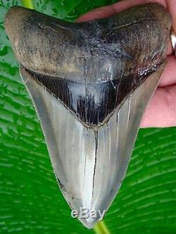 Megalodon Shark Tooth OVER 5 & 1/16 REAL FOSSIL -SERRATED NO RESTORATIONS