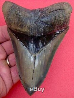 Megalodon Shark Tooth OVER 5 & 1/16 REAL FOSSIL -SERRATED NO RESTORATIONS