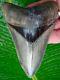 Megalodon Shark Tooth Over 5 & 1/16 Real Fossil -serrated No Restorations