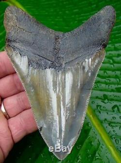 Megalodon Shark Tooth OVER 5 & 1/16 REAL FOSSIL -SERRATED NO RESTORATIONS