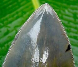 Megalodon Shark Tooth OVER 5 & 1/16 REAL FOSSIL -SERRATED NO RESTORATIONS