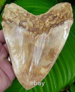 Megalodon Shark Tooth OVER 5 & 1/2 INDONESIAN SERRATED NO RESTORATIONS