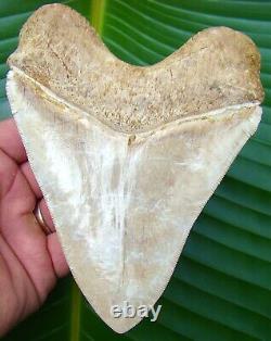 Megalodon Shark Tooth OVER 5 & 1/2 RARE WHITE INDONESIAN ASIAN