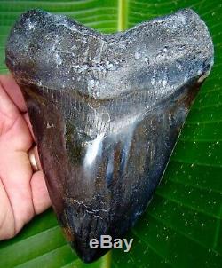 Megalodon Shark Tooth OVER 5 & 1/2 in. REAL FOSSIL SHARKS TEETH NO RESTO