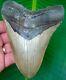 Megalodon Shark Tooth Over 5 & 1/2 In. Real Fossil No Restorations