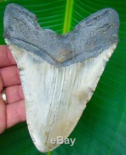 Megalodon Shark Tooth OVER 5 & 1/2 in. REAL Fossil NO RESTORATIONS