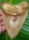 Megalodon Shark Tooth Over 5 & 1/2 In. Serrated Indonesian No Restoration