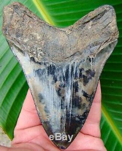 Megalodon Shark Tooth OVER 5 & 1/8 MULTI-COLORED REAL FOSSIL - NO RESTO