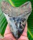 Megalodon Shark Tooth Over 5 & 1/8 Multi-colored Real Fossil - No Resto