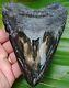 Megalodon Shark Tooth Over 5 & 1/8 Not Fake Real Fossil No Restorations