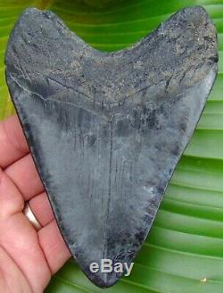 Megalodon Shark Tooth OVER 5 & 1/8 NOT FAKE REAL FOSSIL NO RESTORATIONS