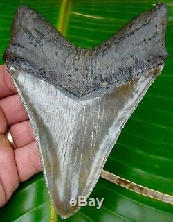 Megalodon Shark Tooth OVER 5 & 1/8 in. SERRATED REAL NO RESTORATIONS