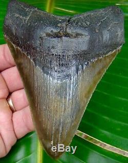 Megalodon Shark Tooth OVER 5 & 1/8 in. SERRATED REAL NO RESTORATIONS