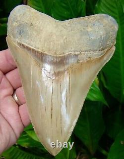 Megalodon Shark Tooth OVER 5 & 3/4 BEST of the BEST TOP 1% NO RESTO