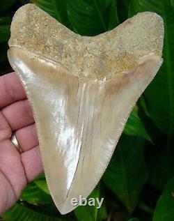 Megalodon Shark Tooth OVER 5 & 3/4 BEST of the BEST TOP 1% NO RESTO