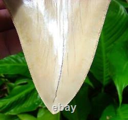 Megalodon Shark Tooth OVER 5 & 3/4 BEST of the BEST TOP 1% NO RESTO