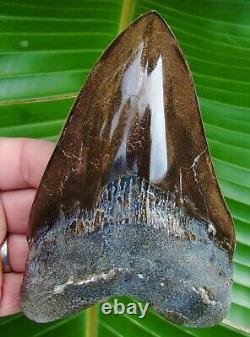 Megalodon Shark Tooth OVER 5 & 3/4 REAL FOSSIL NOT FAKE NO RESTORATIONS
