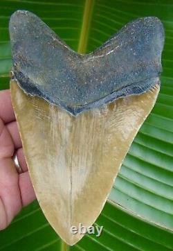 Megalodon Shark Tooth OVER 5 & 3/4 REAL FOSSIL NOT FAKE NO RESTORATIONS