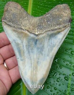 Megalodon Shark Tooth OVER 5 & 3/8 in. KILLER QUALITY REAL FOSSIL