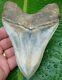 Megalodon Shark Tooth Over 5 & 3/8 In. Killer Quality Real Fossil