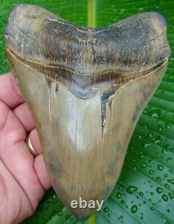 Megalodon Shark Tooth OVER 5 & 3/8 in. KILLER QUALITY REAL FOSSIL