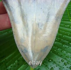 Megalodon Shark Tooth OVER 5 & 3/8 in. KILLER QUALITY REAL FOSSIL