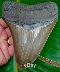 Megalodon Shark Tooth OVER 5 & 3/8 in. WORLD CLASS QUALITY NO RESTORATIONS