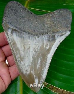 Megalodon Shark Tooth OVER 5 & 3/8 in. WORLD CLASS QUALITY NO RESTORATIONS