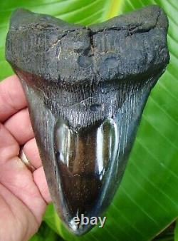 Megalodon Shark Tooth OVER 5 & 5/8 in. REAL FOSSIL NO RESTORATIONS