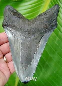 Megalodon Shark Tooth OVER 5 & 5/8 in. REAL FOSSIL NO RESTORATIONS