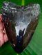 Megalodon Shark Tooth Over 5 & 5/8 In. Real Fossil Sharks Teeth Jaw