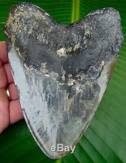 Megalodon Shark Tooth OVER 5 & 5/8 in. REAL FOSSIL SHARKS TEETH JAW