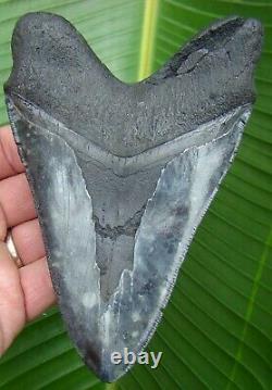 Megalodon Shark Tooth OVER 5 & 5/8 in. SERRATED REAL FOSSIL NO RESTO