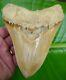 Megalodon Shark Tooth Over 5 & 7/8 In. Yellow Natural = Sydni