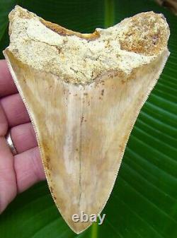 Megalodon Shark Tooth OVER 5 ULTRA SERRATED INDONESIAN NO RESTORATION