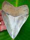 Megalodon Shark Tooth Over 5 In. Best Of The Best No Restorations