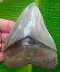 Megalodon Shark Tooth Over 5 In. Best Of The Best No Restorations