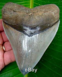 Megalodon Shark Tooth OVER 5 in. BEST of the BEST NO RESTORATIONS