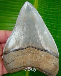 Megalodon Shark Tooth OVER 5 in. BEST of the BEST NO RESTORATIONS