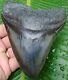 Megalodon Shark Tooth Over 5 In. Real Fossil Not Fake No Restoration
