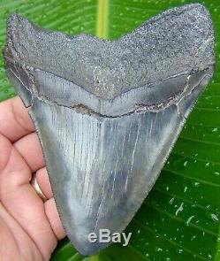 Megalodon Shark Tooth OVER 5 in. REAL FOSSIL NOT FAKE NO RESTORATION